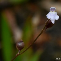 Utricularia caerulea L.